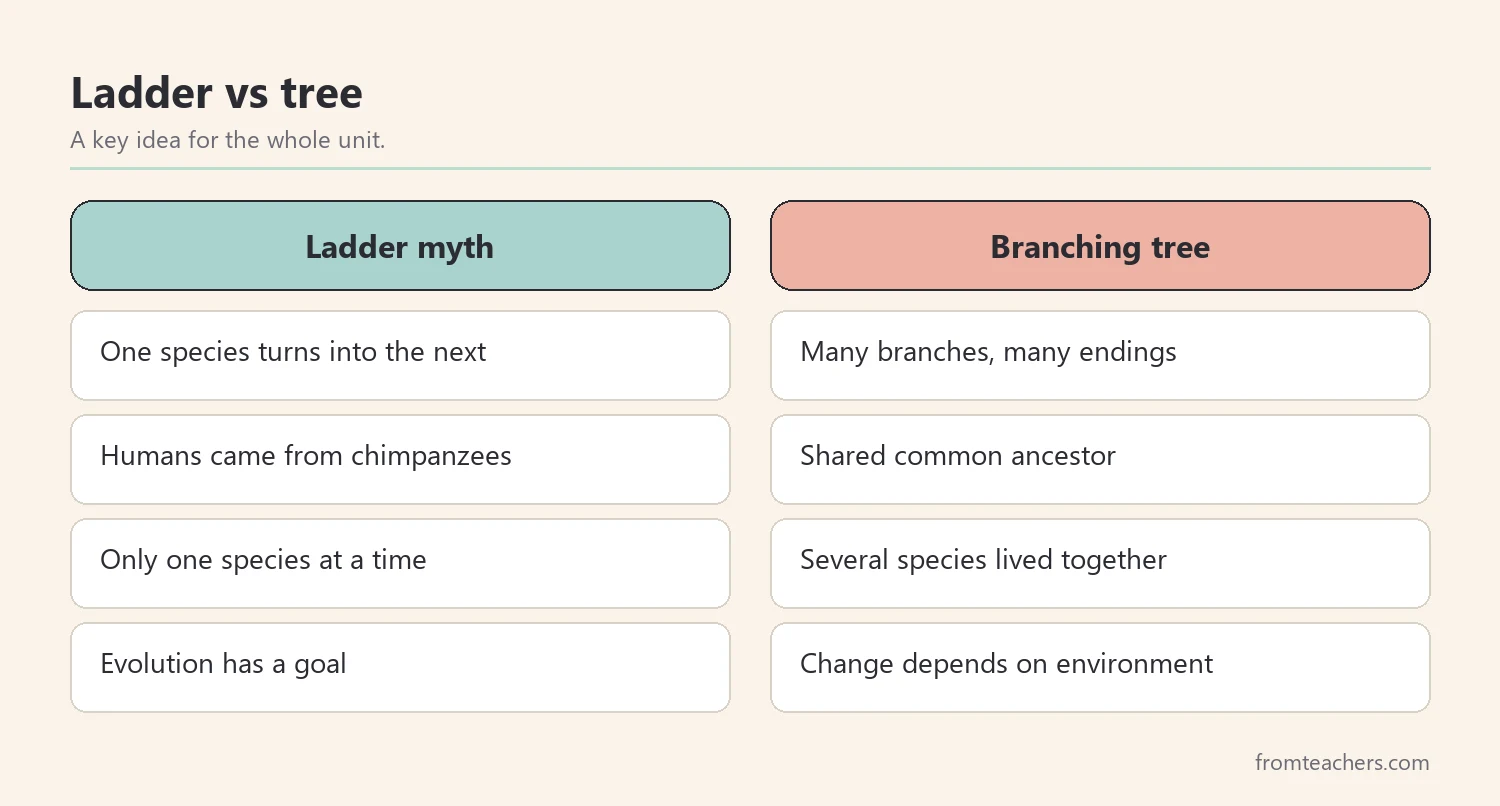 Comparison of a ladder view versus a branching tree view of human evolution