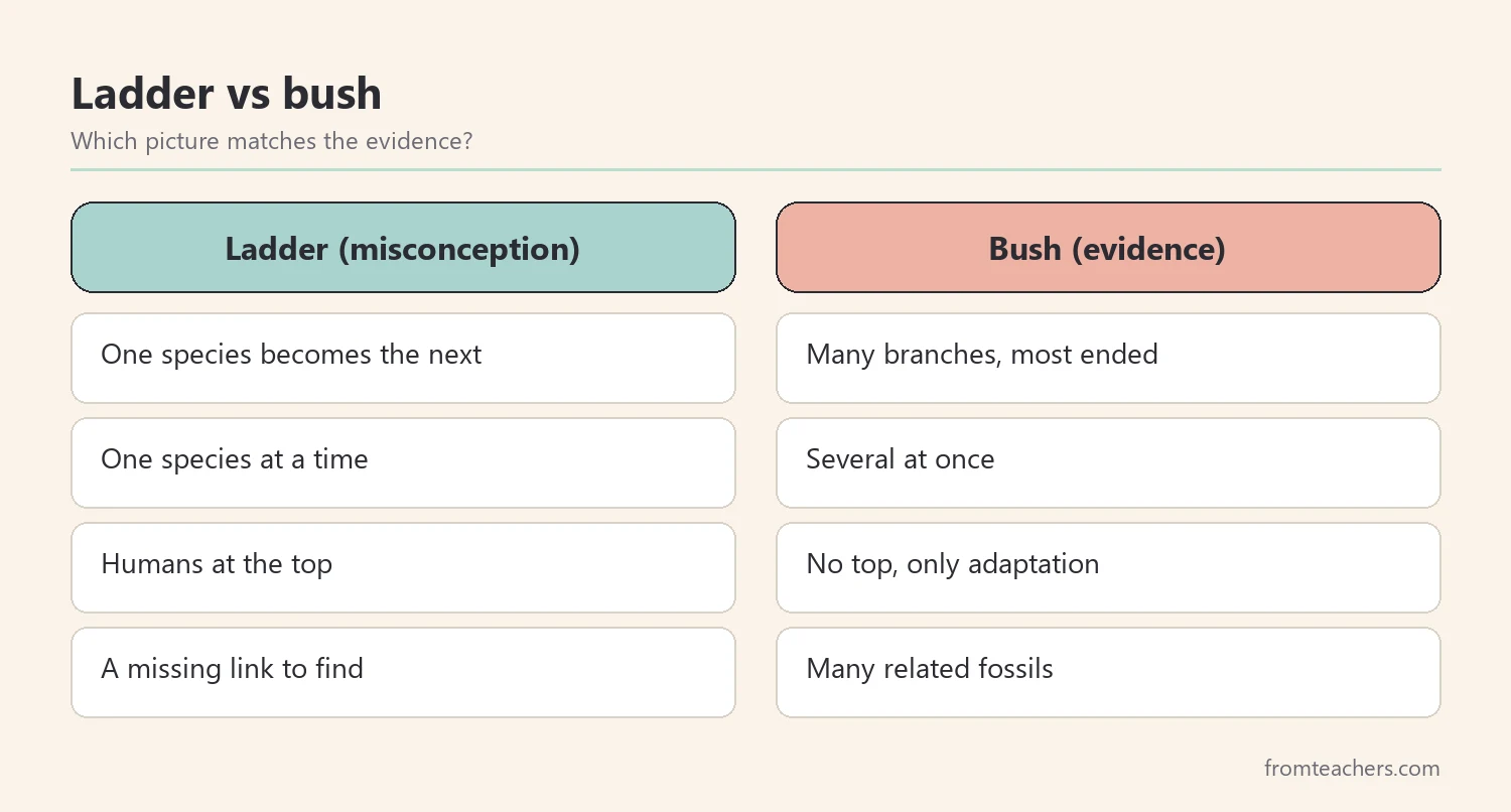 Comparison of ladder and bush views of human evolution