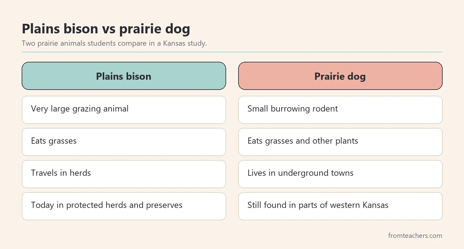 Comparison of plains bison and prairie dogs in Kansas, including size, food, home, and where they live today